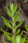 Yellow stonecrop